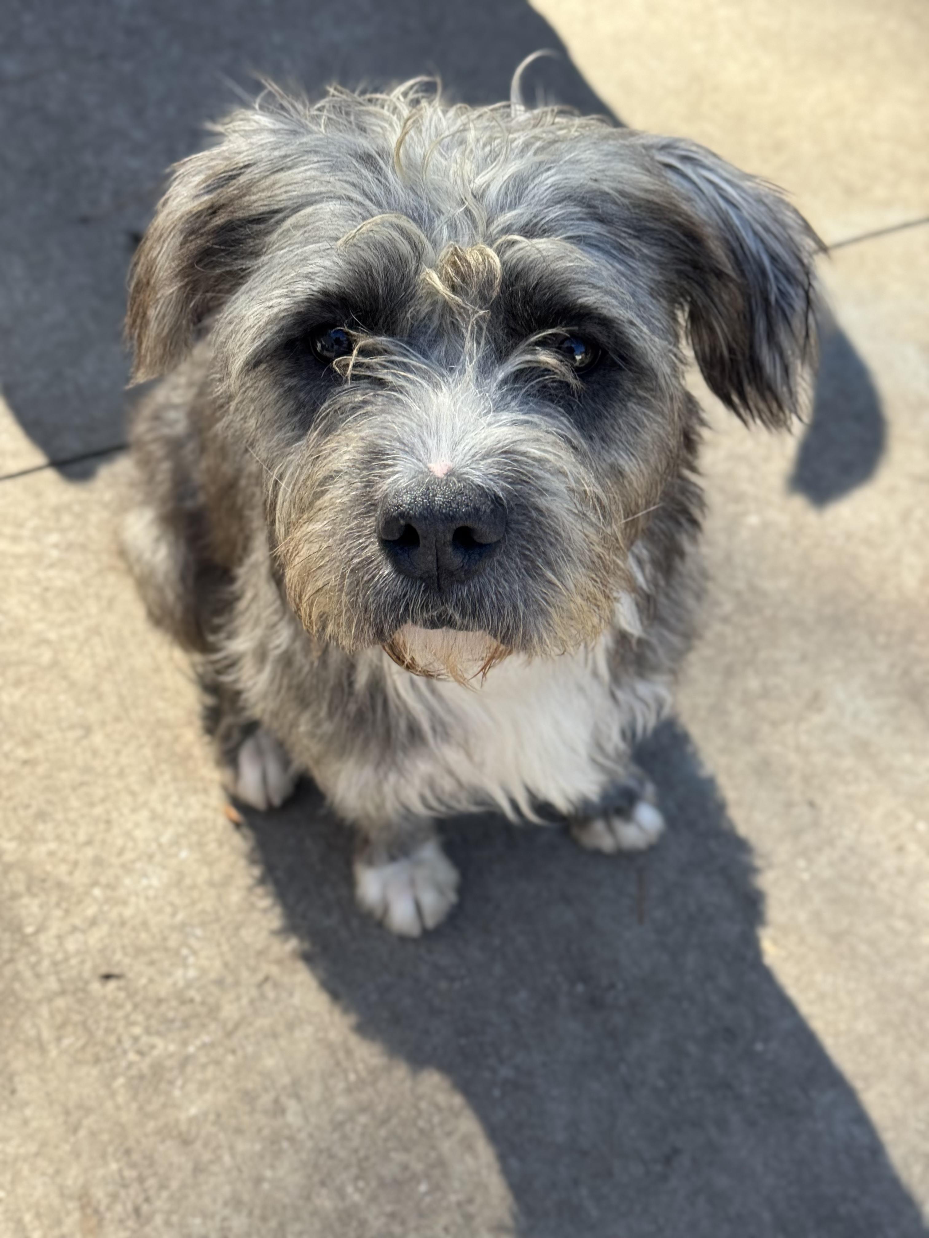 Harry, Adopted, Adult Male Wirehaired Terrier.