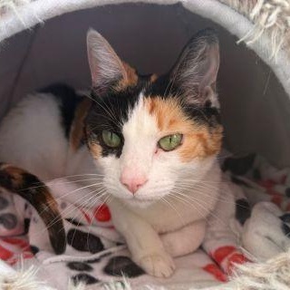 Enlarge Chianti, a ADOPTABLE mixed breed in Chicago, IL image 3/3