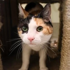 Chianti, ADOPTABLE, Adult Female Domestic Short Hair.