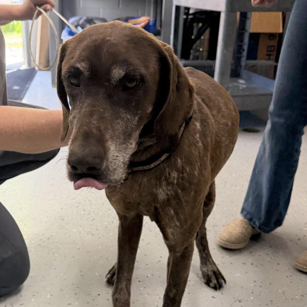 Princess, Adoptable, Senior Female German Shorthaired Pointer.