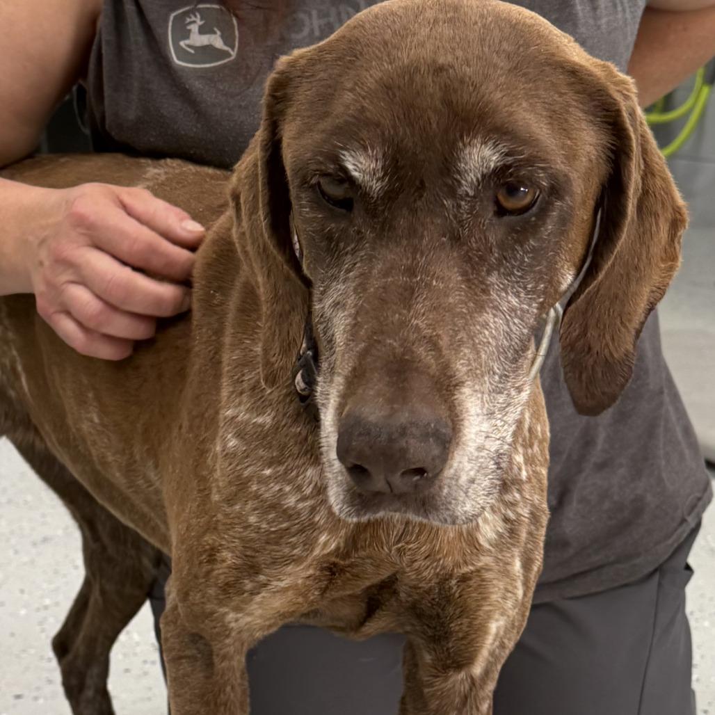 Enlarge Princess, a Adoptable German Shorthaired Pointer in Marion, VA image 2/3