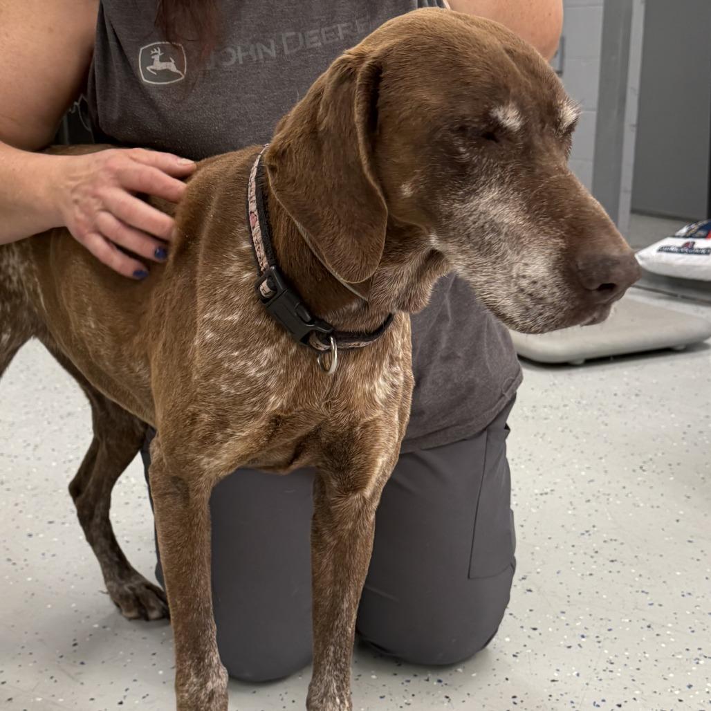 Enlarge Princess, a Adoptable German Shorthaired Pointer in Marion, VA image 3/3