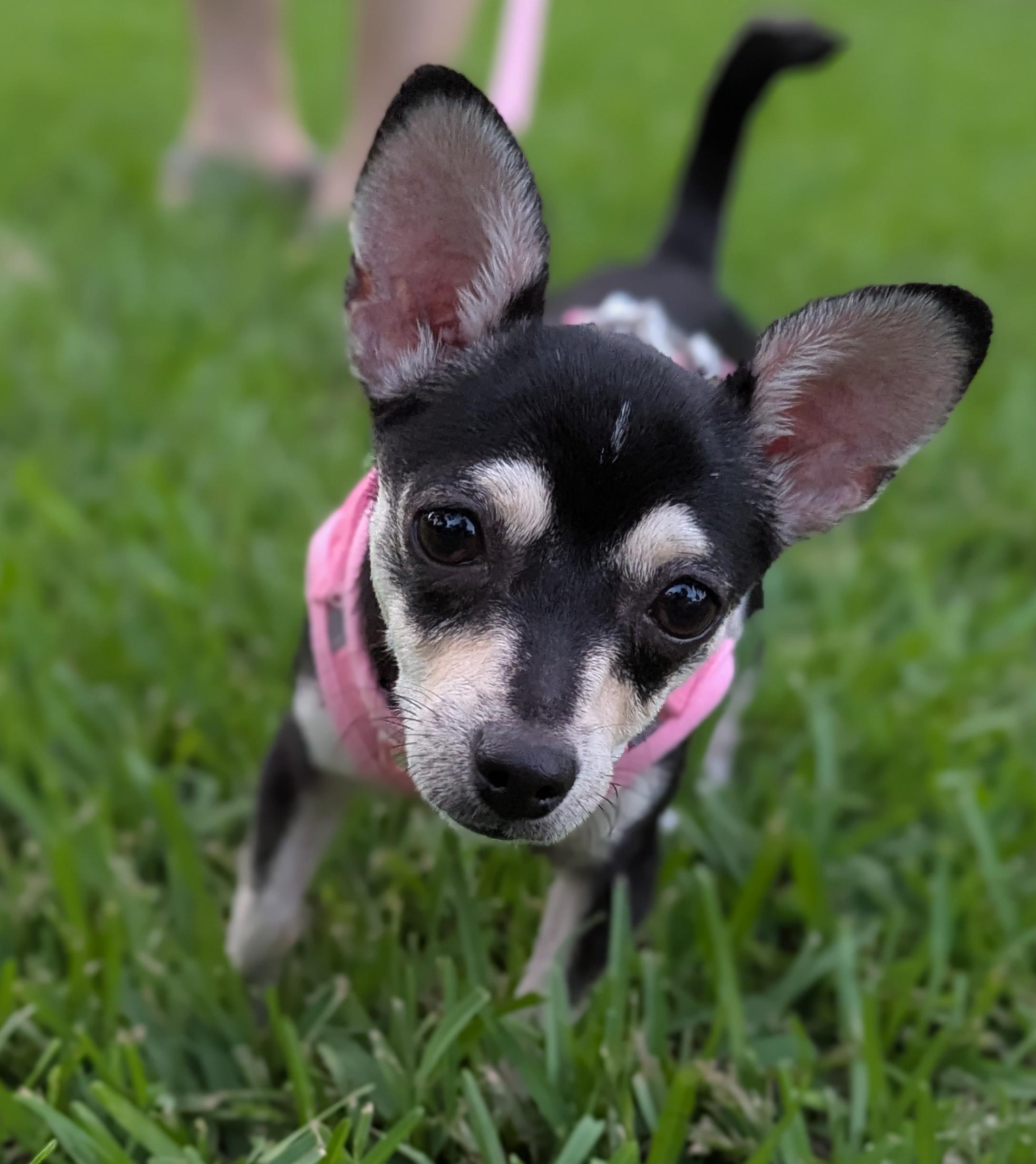 Daisy