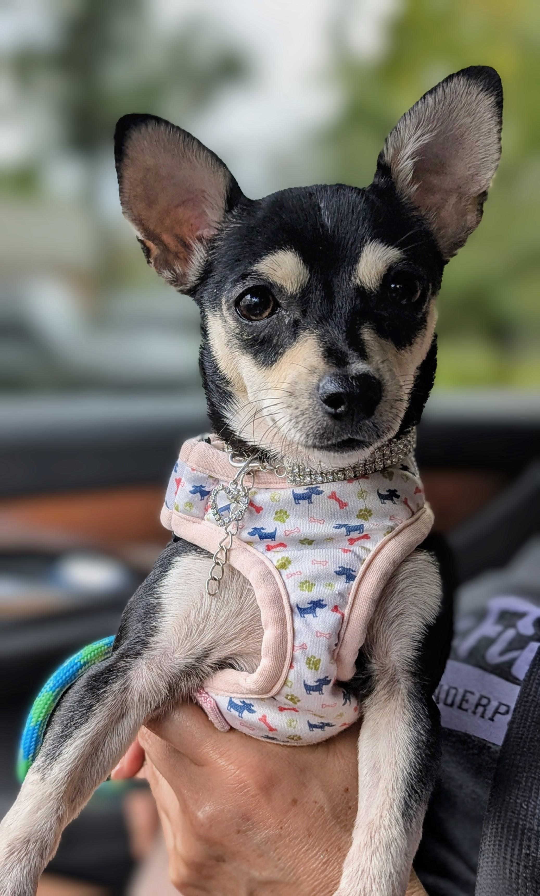 Daisy
