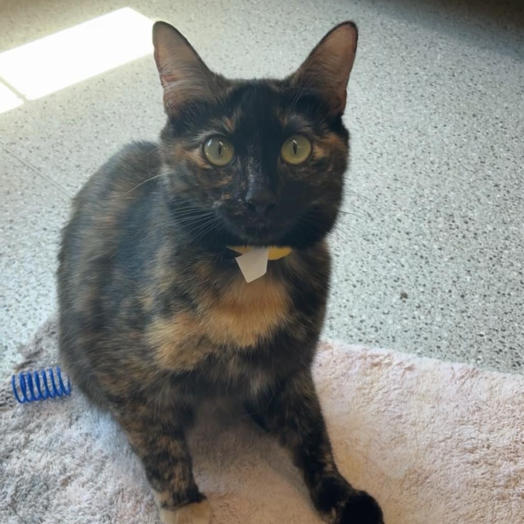 Sparrow, Adoptable, Young Female Domestic Short Hair.