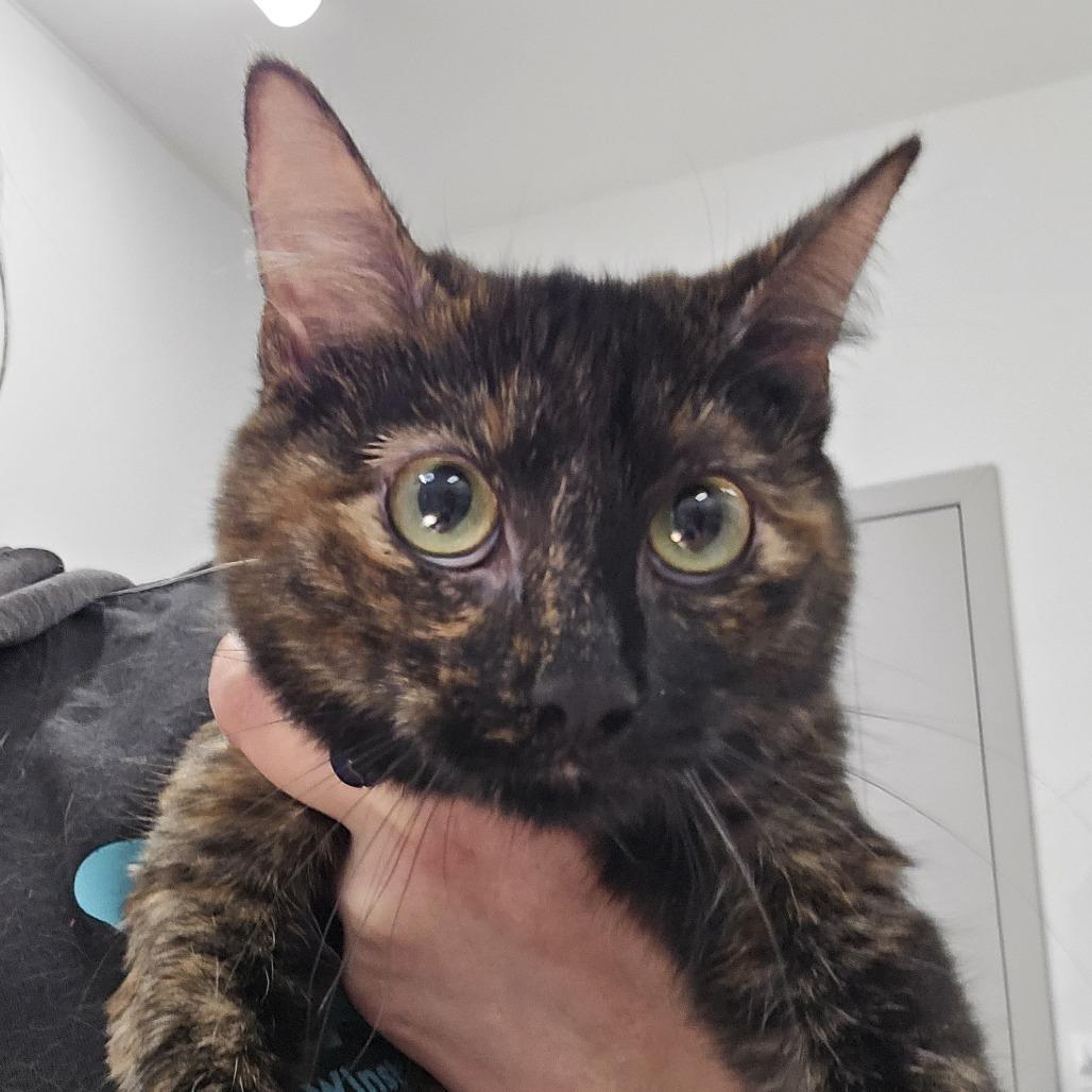 Enlarge Sparrow, a Adoptable Domestic Short Hair in Winston Salem, NC image 1/1