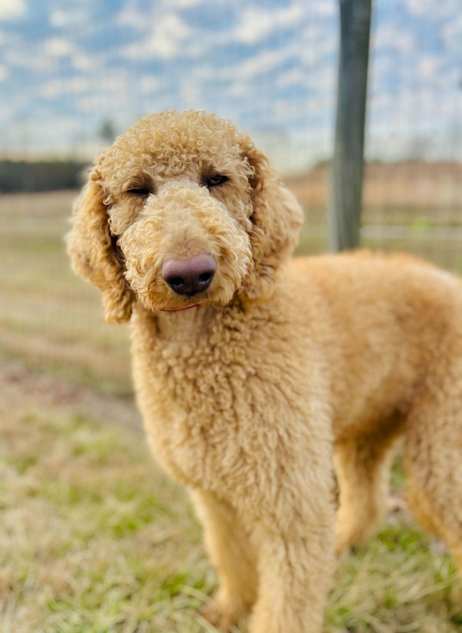 Enlarge Finley of Earl Jan 26, a Adopted mixed breed in Pacolet, SC image 3/3