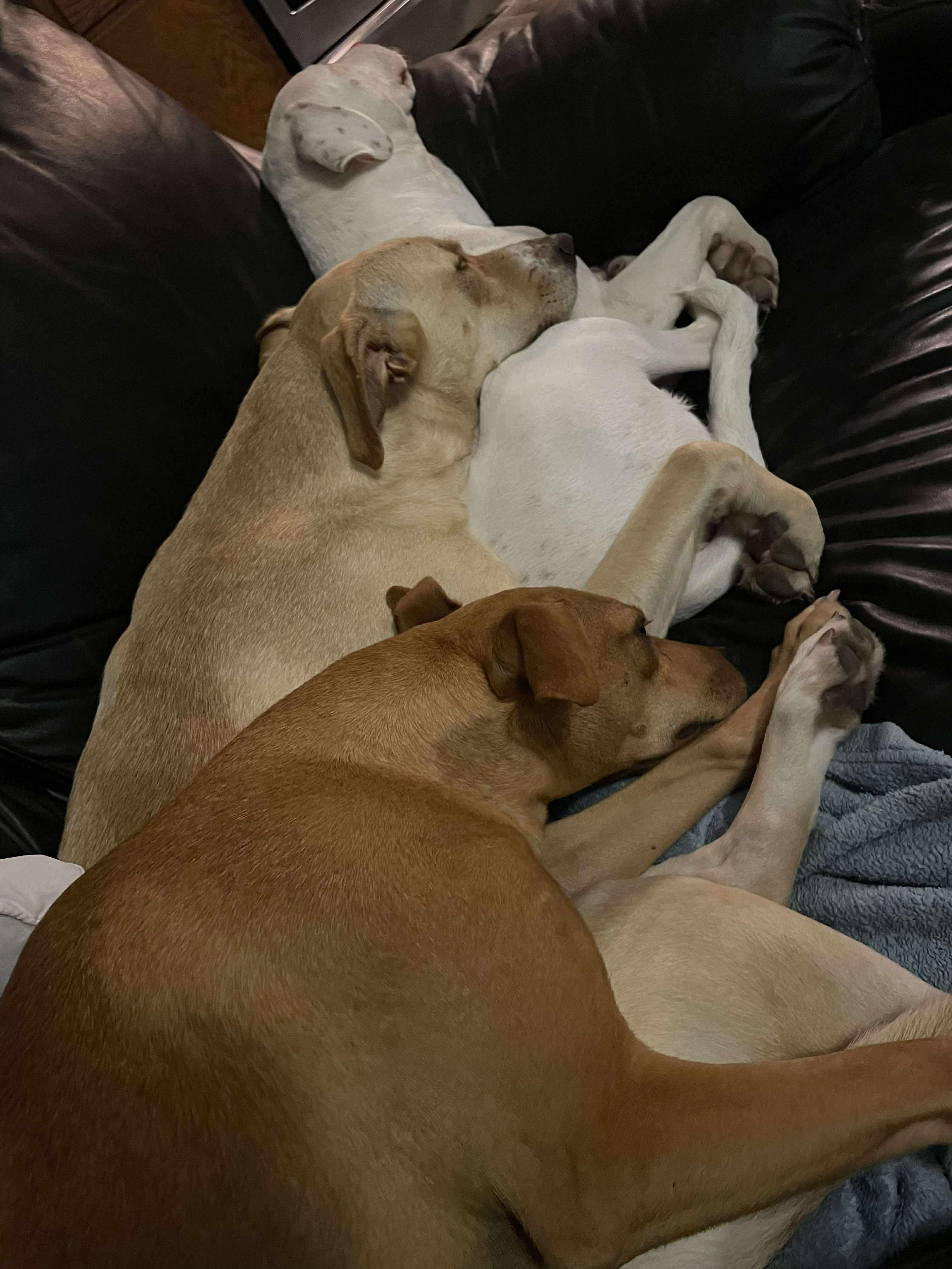 Fancy, a Adoptable mixed breed image 4/6