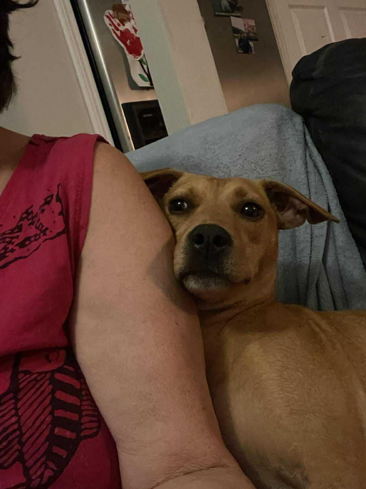 Fancy, a Adoptable mixed breed image 5/6