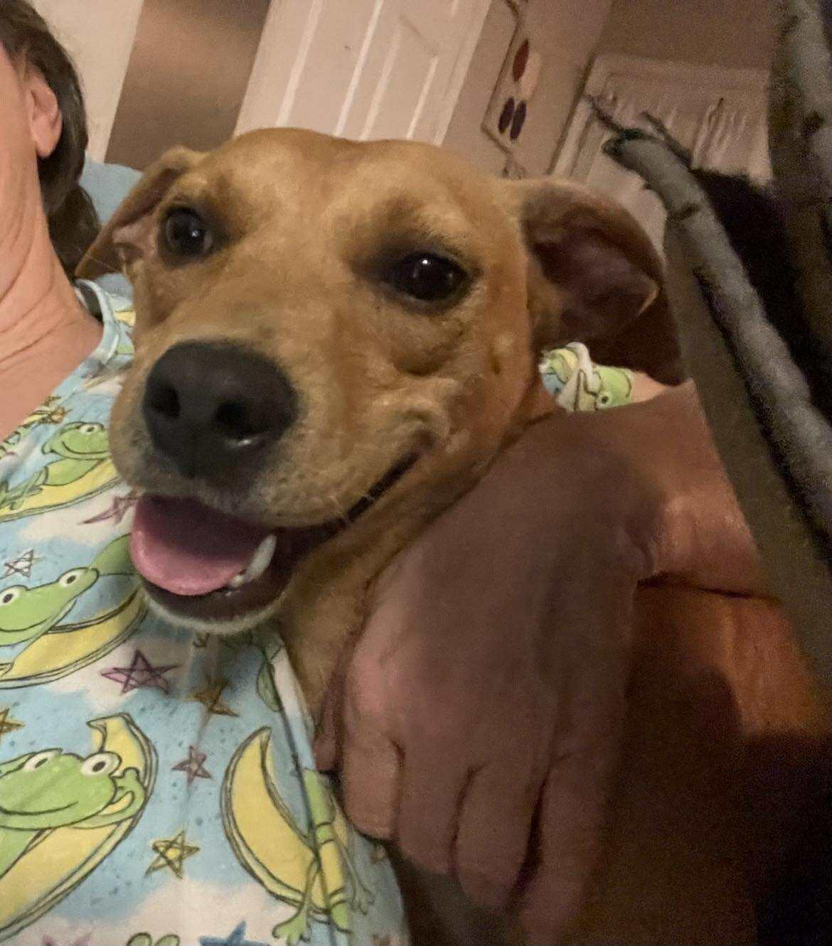 Fancy, a Adoptable mixed breed image 3/6