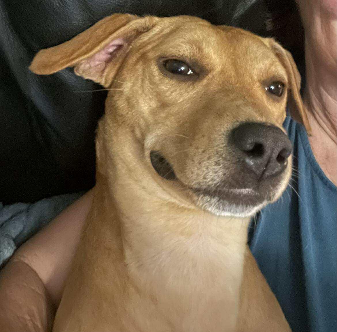 Fancy, a Adoptable mixed breed image 2/6