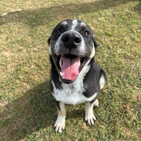 ALBERT, a Adoptable Shepherd in Delano, CA image 3/5