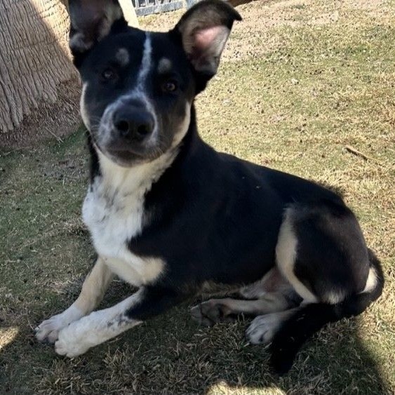 ALBERT, a Adoptable Shepherd in Delano, CA image 5/5