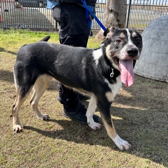 ALBERT, Adoptable, Young Male Shepherd.
