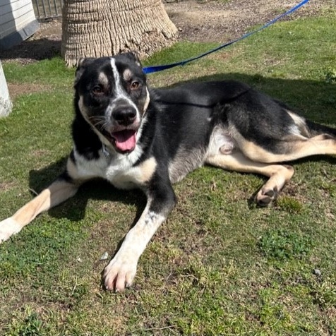 ALBERT, a Adoptable Shepherd in Delano, CA image 4/5