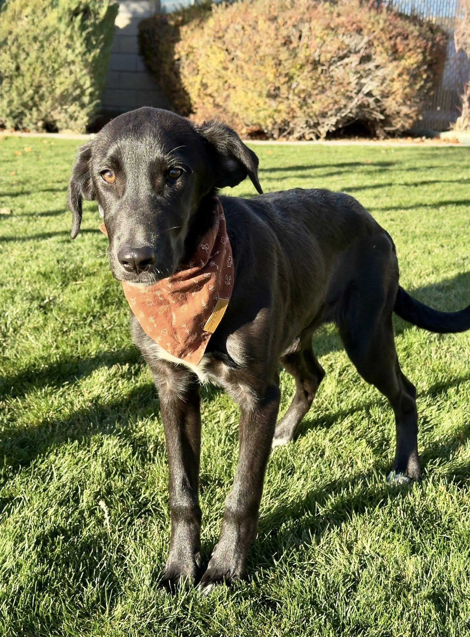 Enlarge Tac, a Adoptable mixed breed in Gardnerville, NV image 1/2
