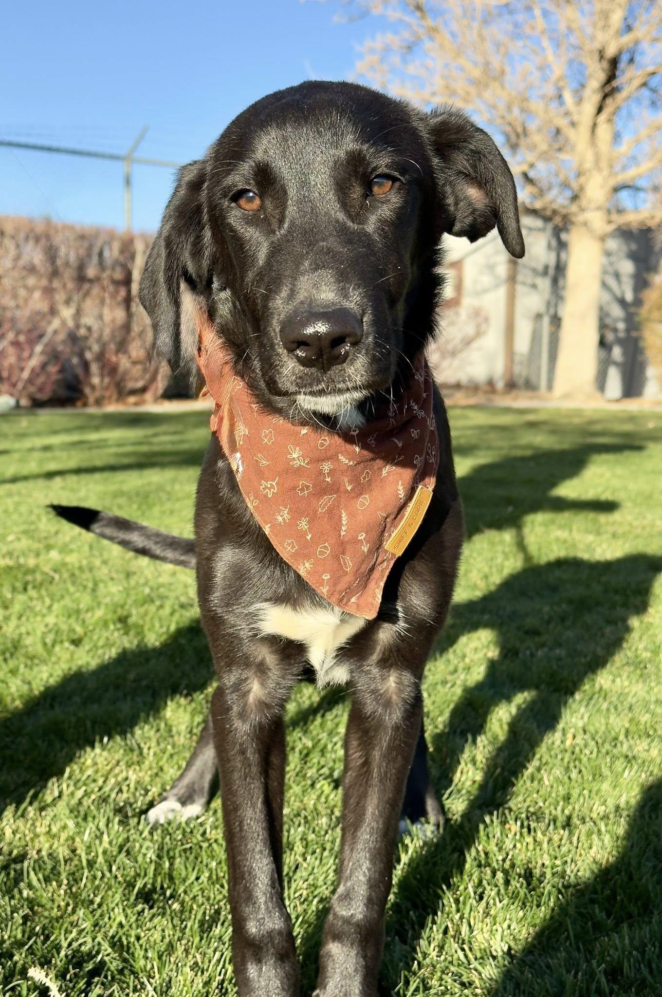 Enlarge Tac, a Adoptable mixed breed in Gardnerville, NV image 2/2