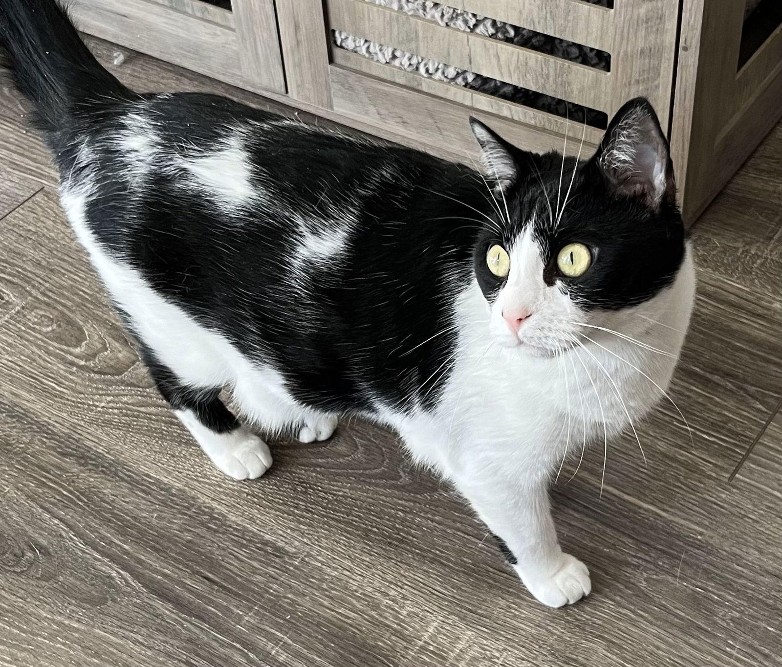 Enlarge COOKIE, a Adoptable Domestic Short Hair in Franklin, TN image 1/3