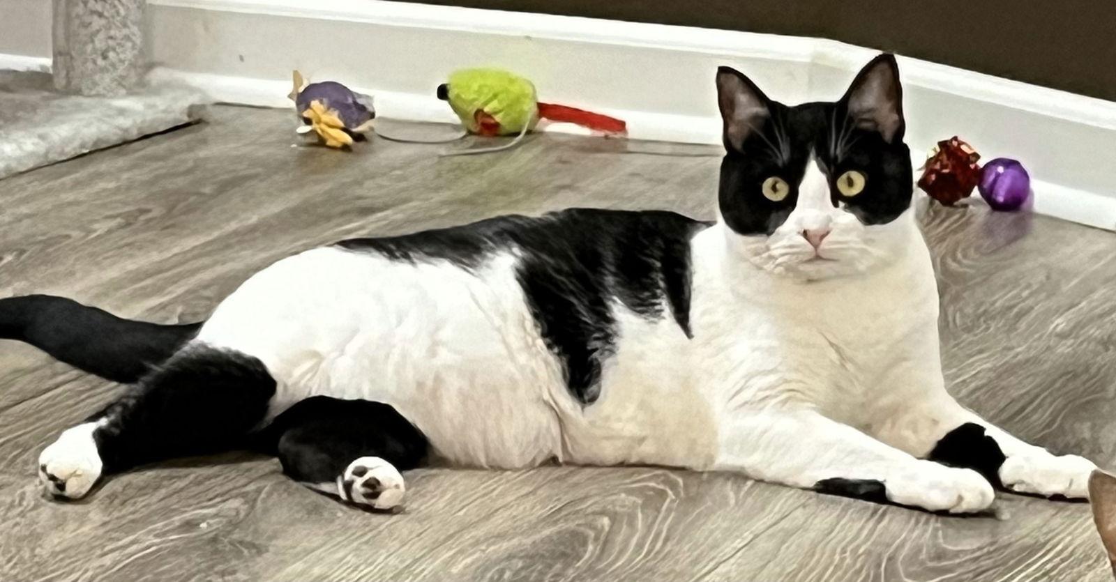 Enlarge COOKIE, a Adoptable Domestic Short Hair in Franklin, TN image 2/3