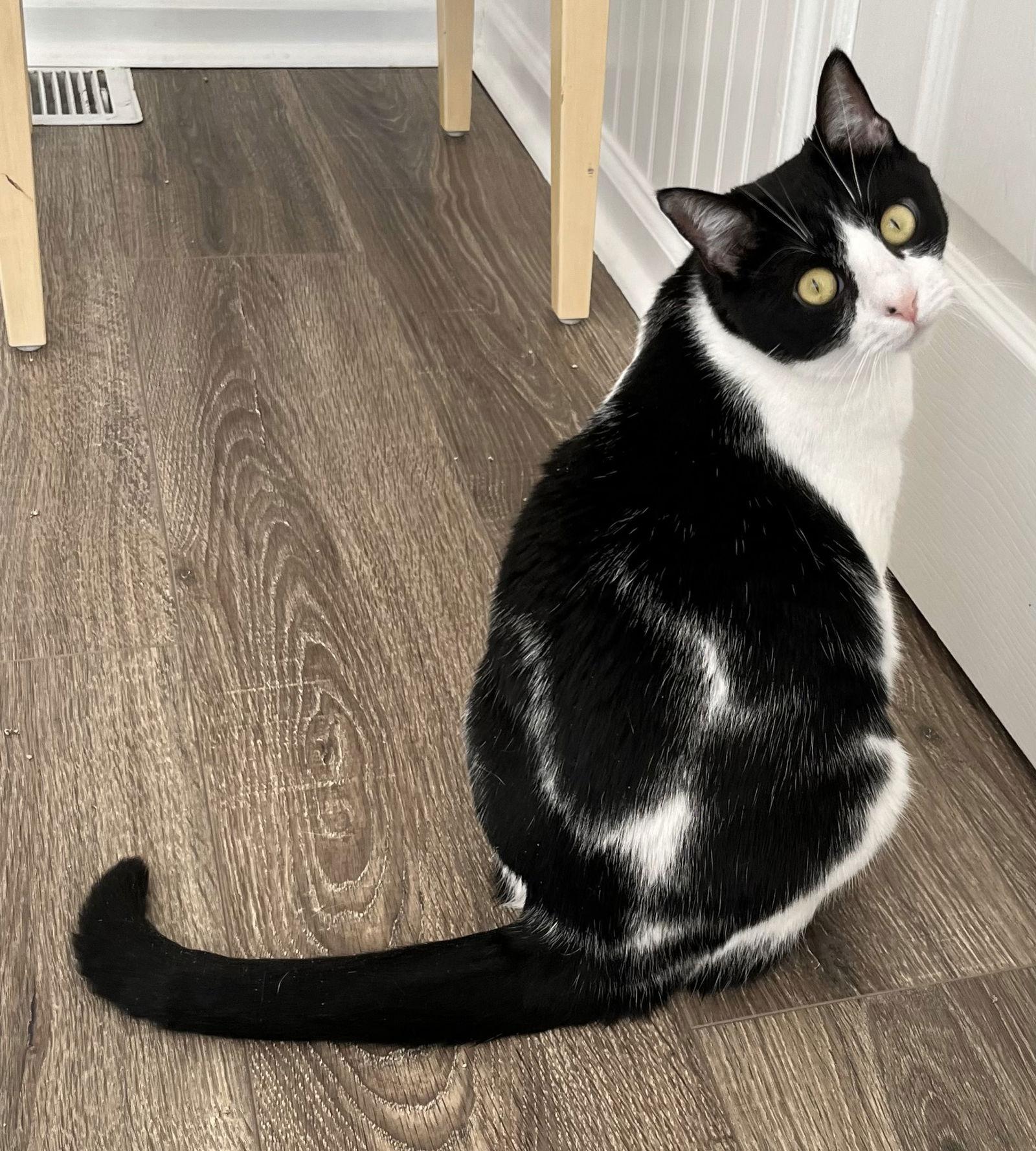 Enlarge COOKIE, a Adoptable Domestic Short Hair in Franklin, TN image 3/3