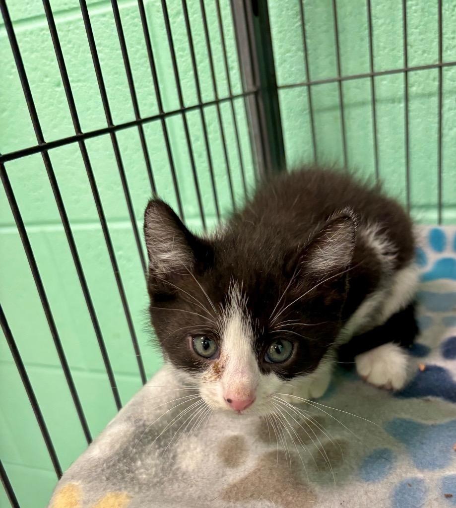 Enlarge Fabio, an adopted Domestic Short Hair in Frankfort, KY image 1/1