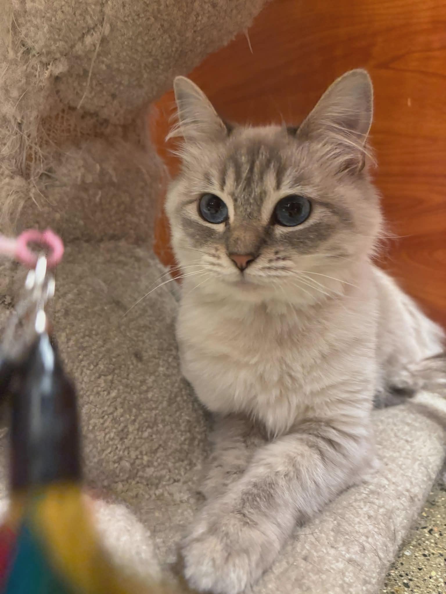 Tawny, adopted, Young Female Siamese.