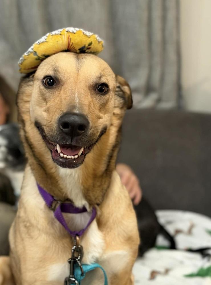 Enlarge Disco (LOCATED AT BTDR HQ), a Adoptable mixed breed in Leverett, MA image 1/6