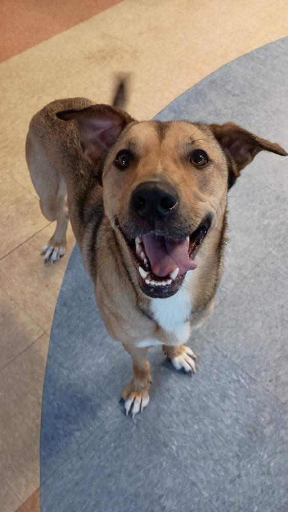 Enlarge Disco (LOCATED AT BTDR HQ), a Adoptable mixed breed in Leverett, MA image 2/6