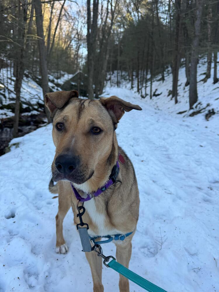 Enlarge Disco (LOCATED AT BTDR HQ), a Adoptable mixed breed in Leverett, MA image 3/6