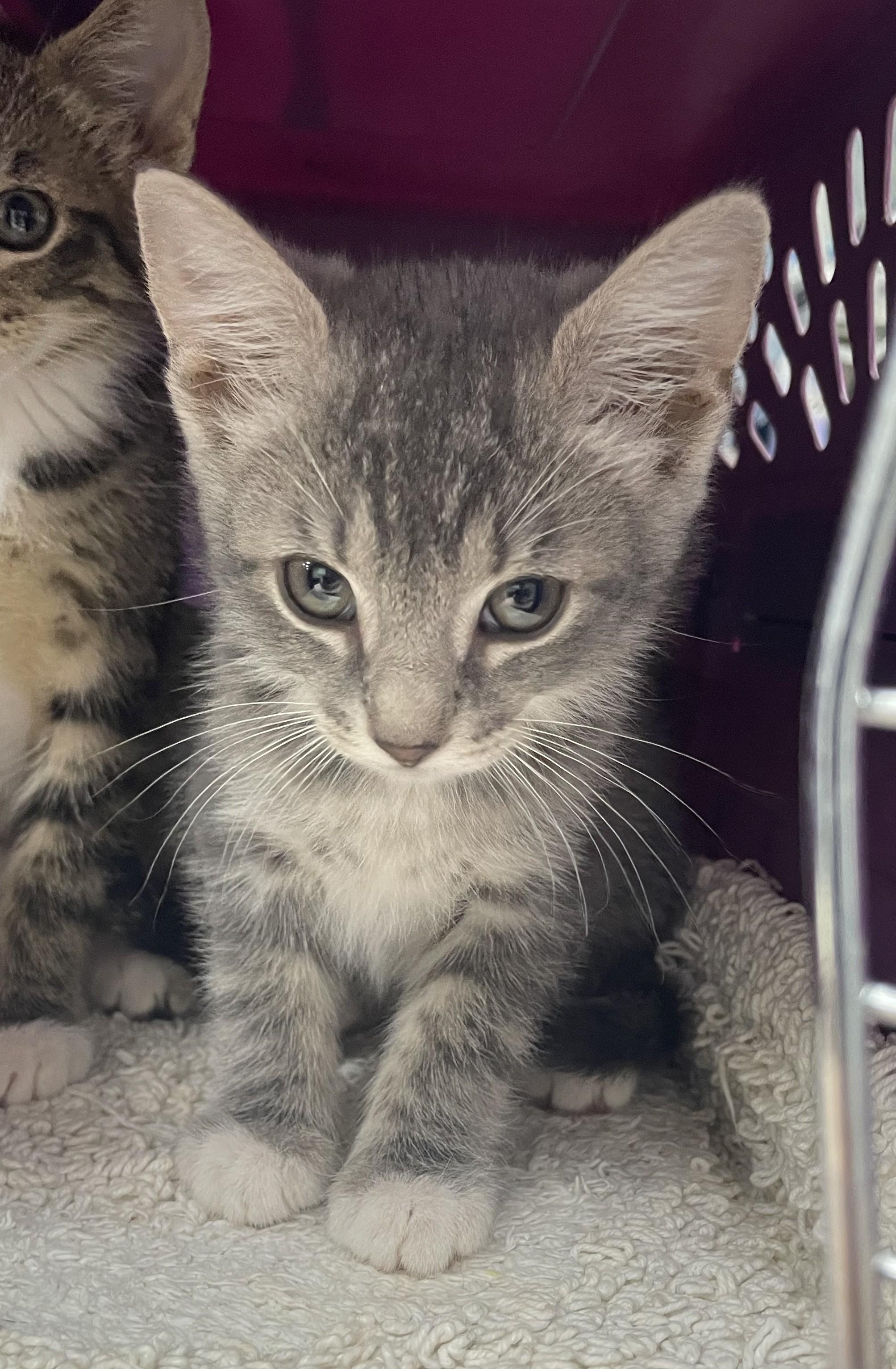 Crockett, ADOPTABLE, Kitten Female Domestic Short Hair.