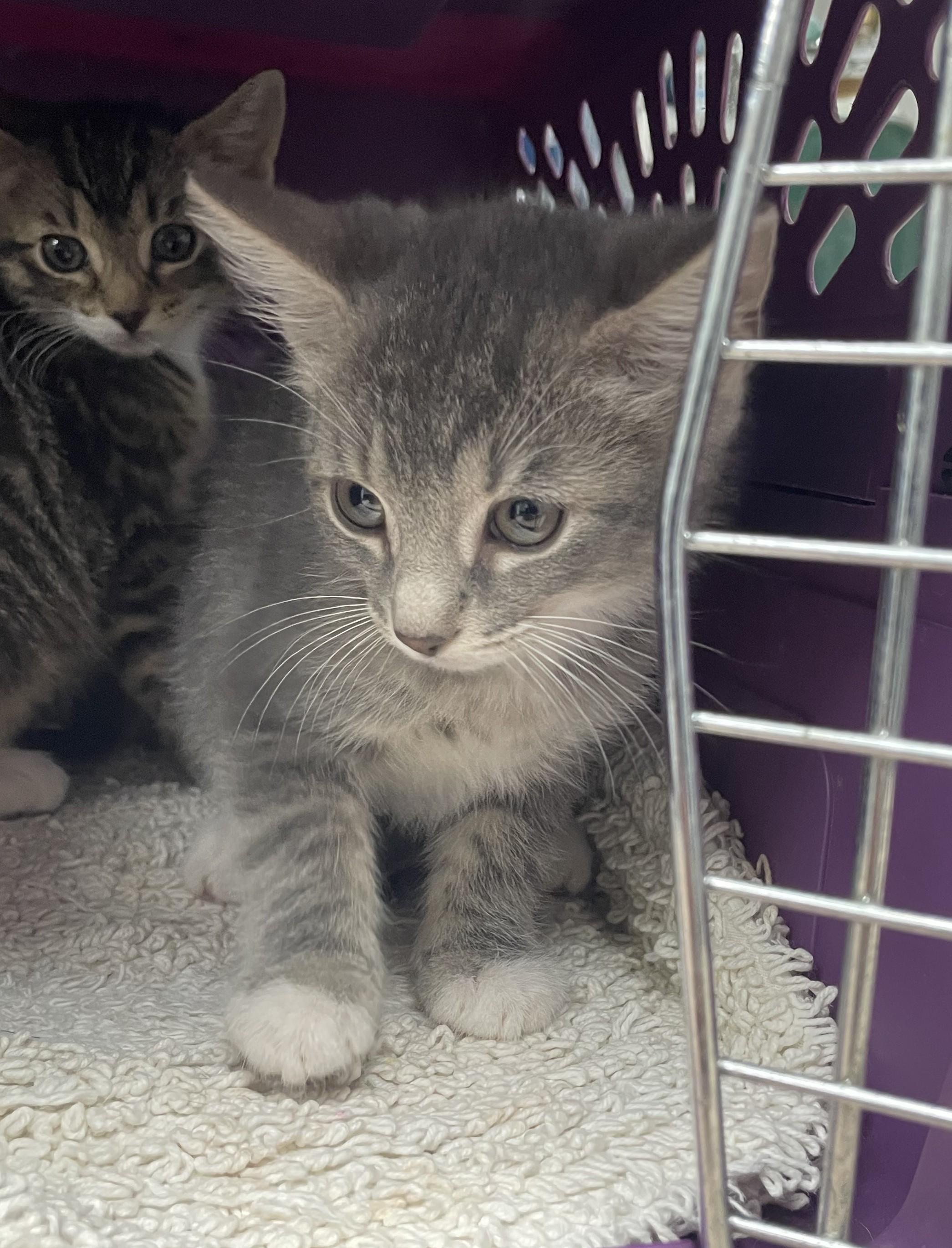Enlarge Crockett, an adopted Domestic Short Hair in Greenback, TN image 2/2