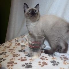 Enlarge Krispy, an adopted Siamese in Phoenix, AZ image 2/2