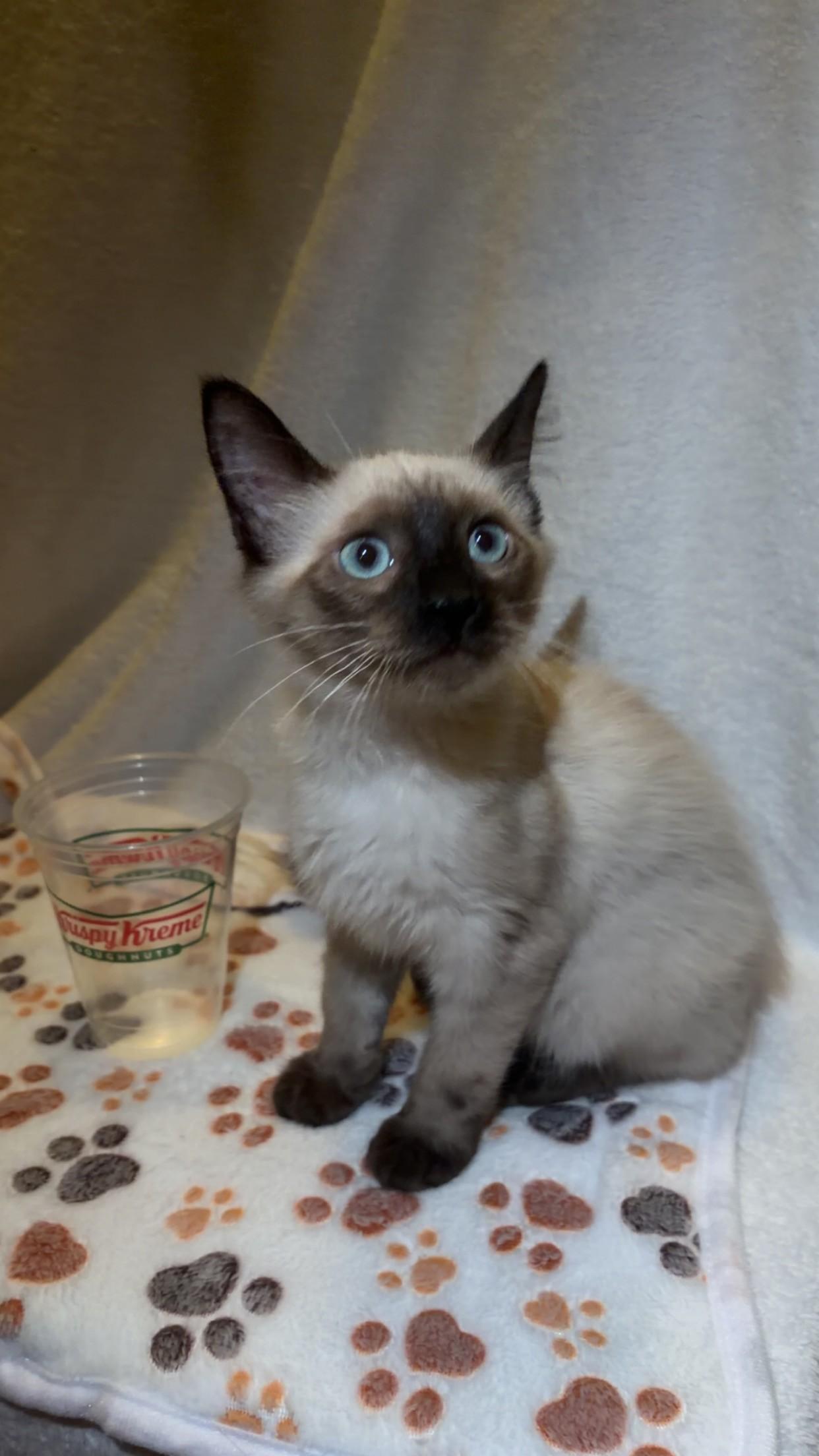 Krispy, adopted, Kitten Male Siamese.