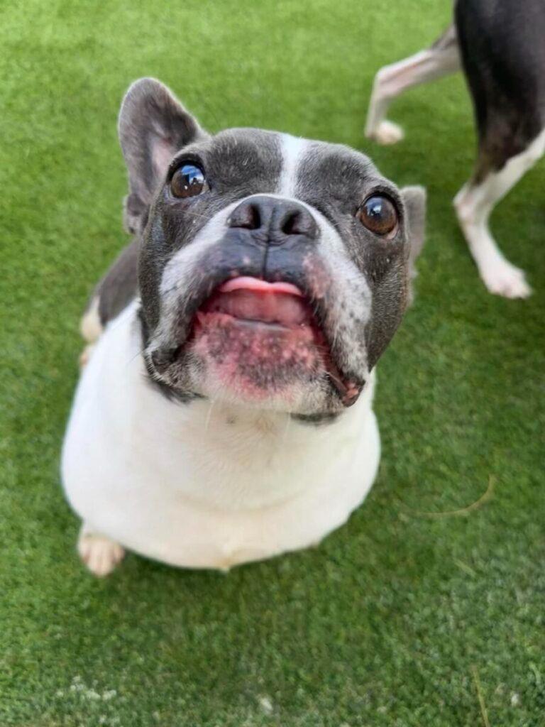 Trooper, a Adoptable French Bulldog in Sebastian, FL image 2/6