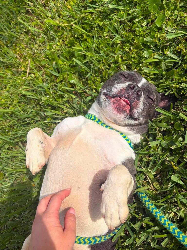 Trooper, a Adoptable French Bulldog in Sebastian, FL image 3/6