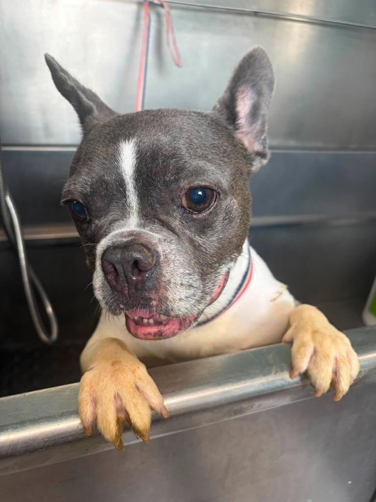 Trooper, a Adoptable French Bulldog in Sebastian, FL image 4/6
