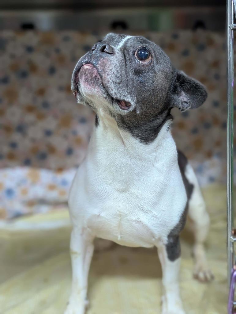 Trooper, a Adoptable French Bulldog in Sebastian, FL image 5/6