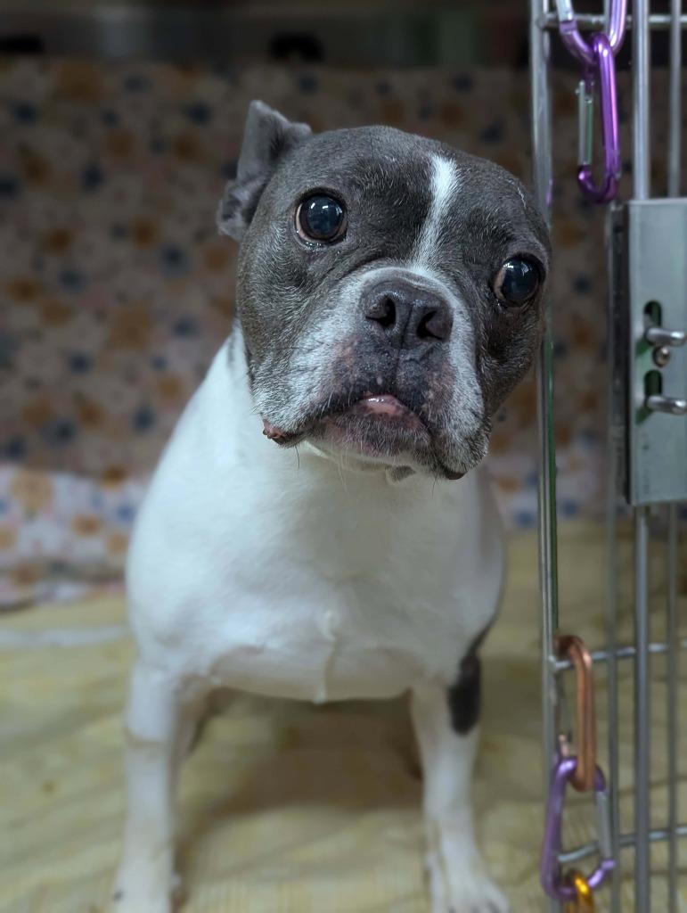 Trooper, a Adoptable French Bulldog in Sebastian, FL image 6/6