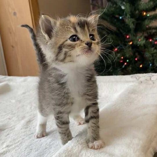 Clove, Adoptable, Kitten Female Domestic Short Hair.