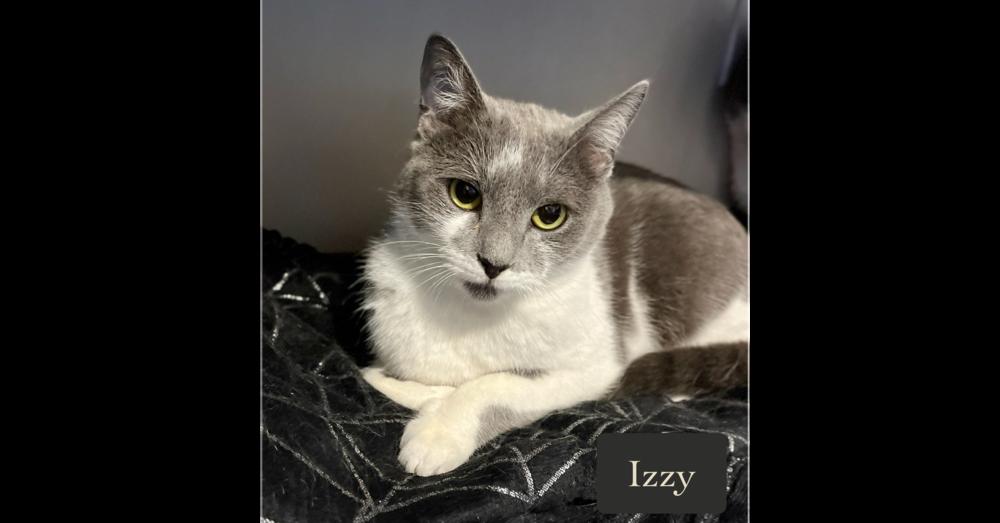 Enlarge Izzy, a Adoptable Domestic Short Hair in Chalfont, PA image 1/6