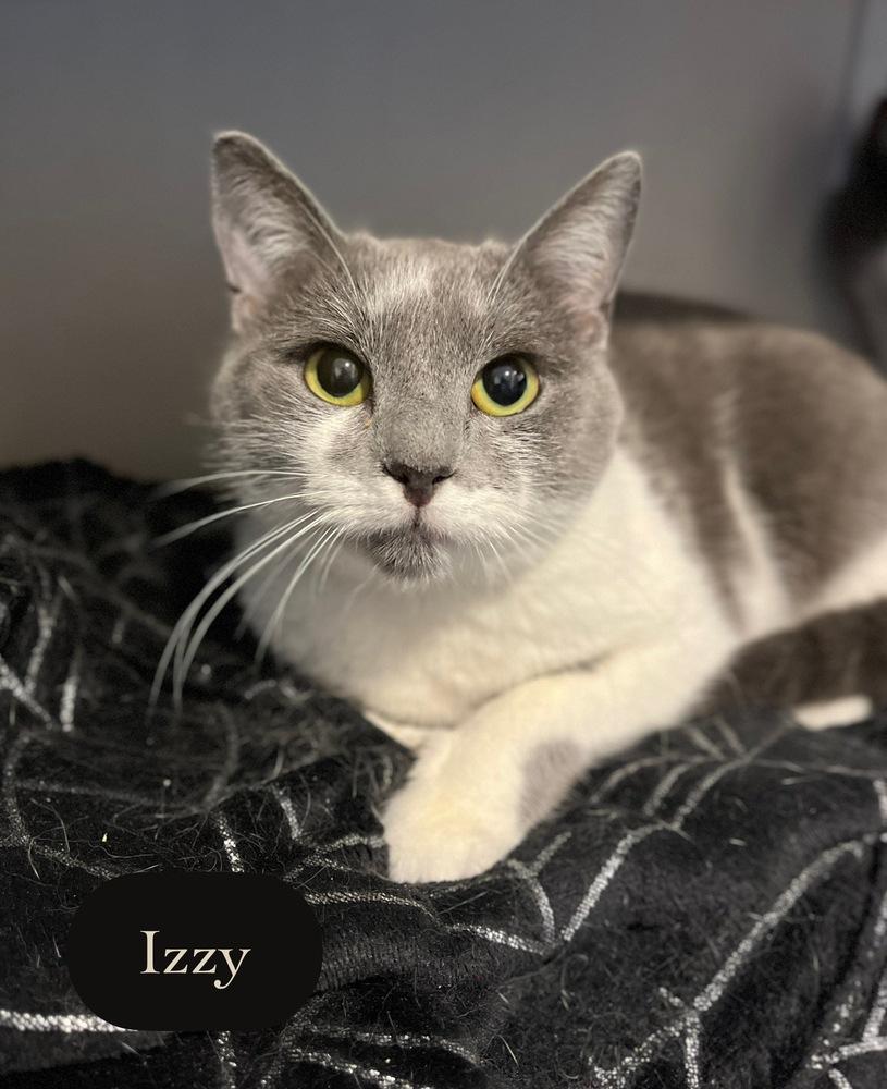 Enlarge Izzy, a Adoptable Domestic Short Hair in Chalfont, PA image 2/6