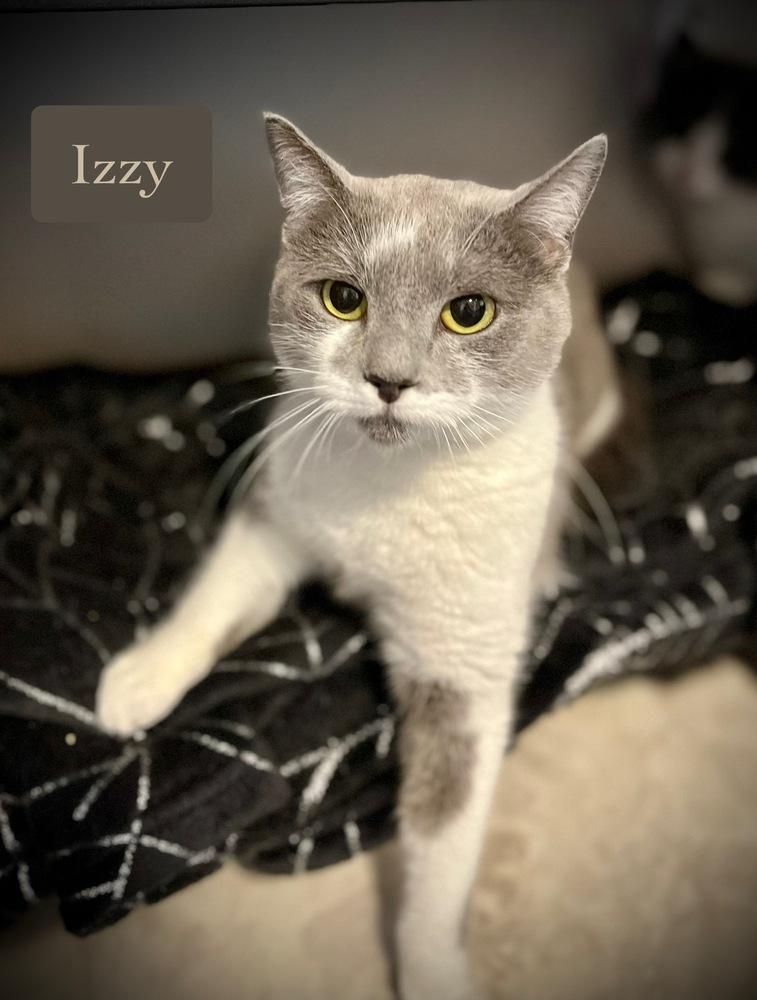 Enlarge Izzy, a Adoptable Domestic Short Hair in Chalfont, PA image 3/6
