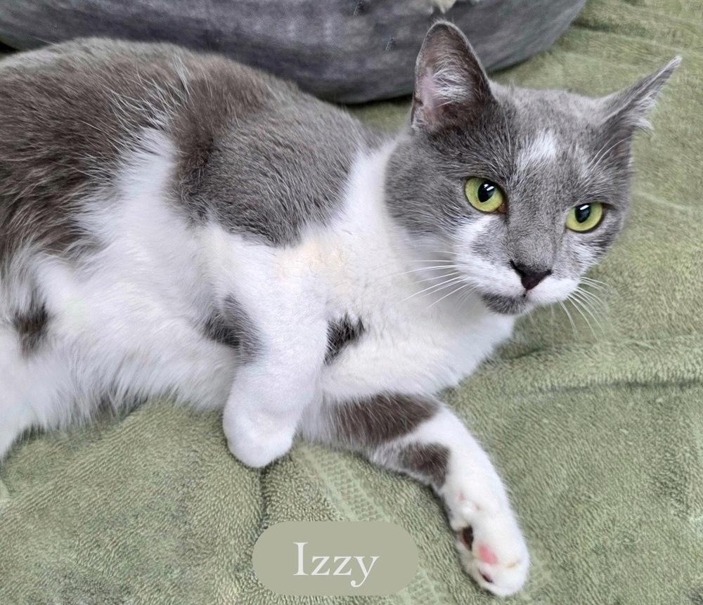 Enlarge Izzy, a Adoptable Domestic Short Hair in Chalfont, PA image 5/6