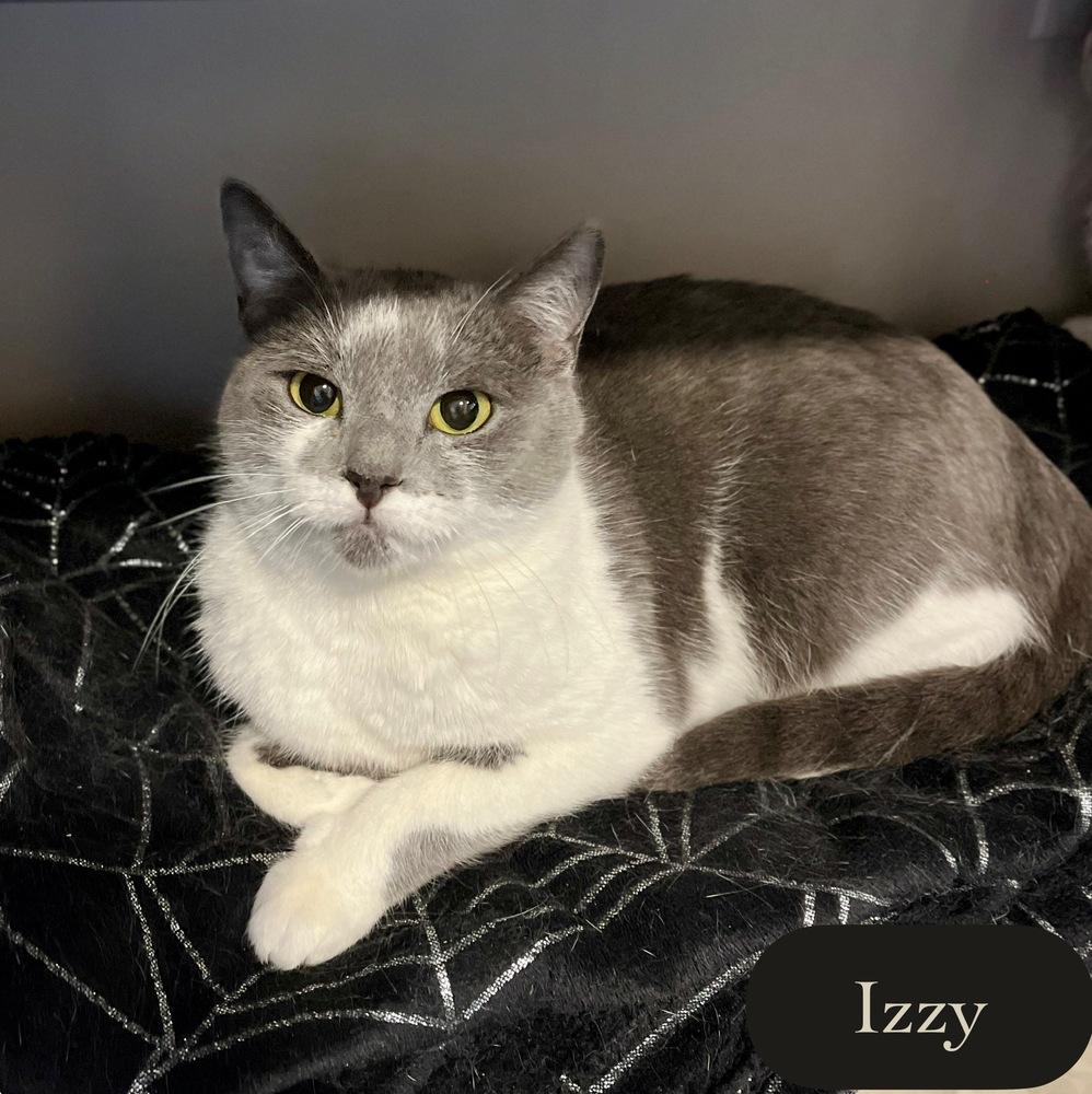Enlarge Izzy, a Adoptable Domestic Short Hair in Chalfont, PA image 6/6