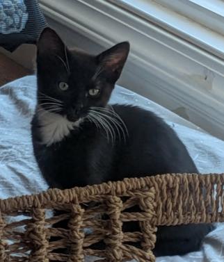 Anise, ADOPTABLE, Kitten Female Tuxedo.