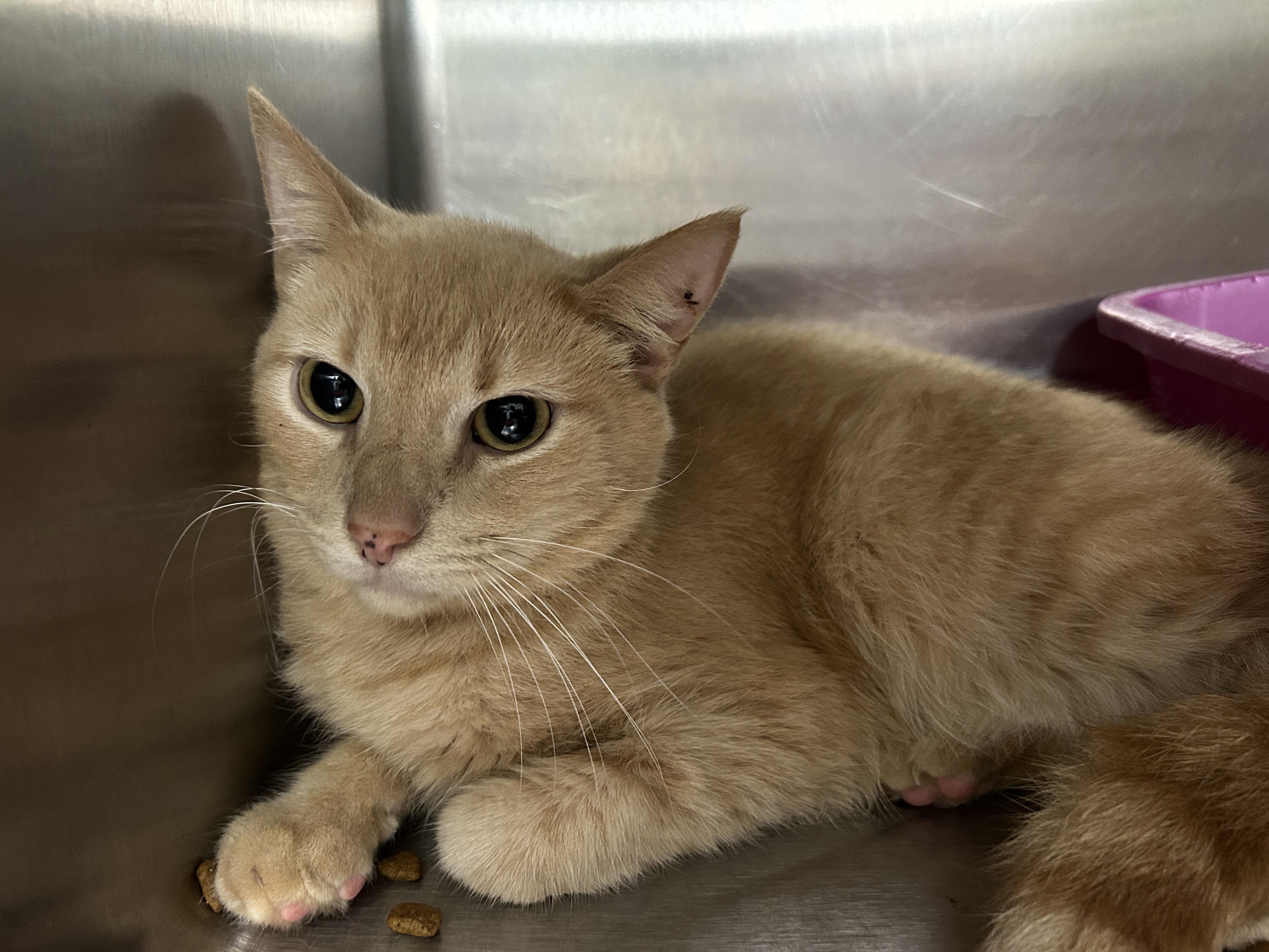 Jack Kelly, a Adoptable Domestic Short Hair in La Grange Park, IL image 5/6