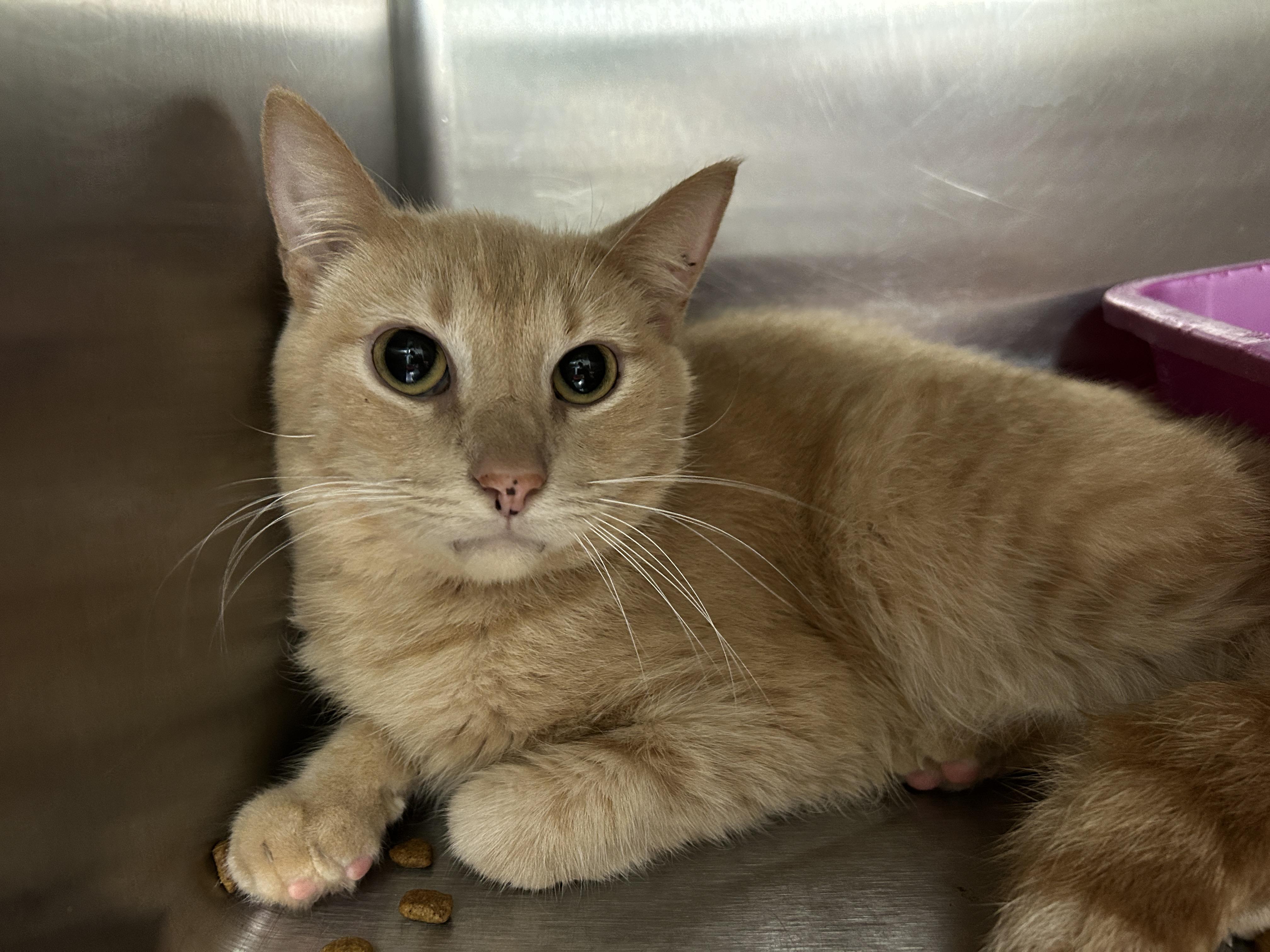 Jack Kelly, a Adoptable Domestic Short Hair in La Grange Park, IL image 1/6