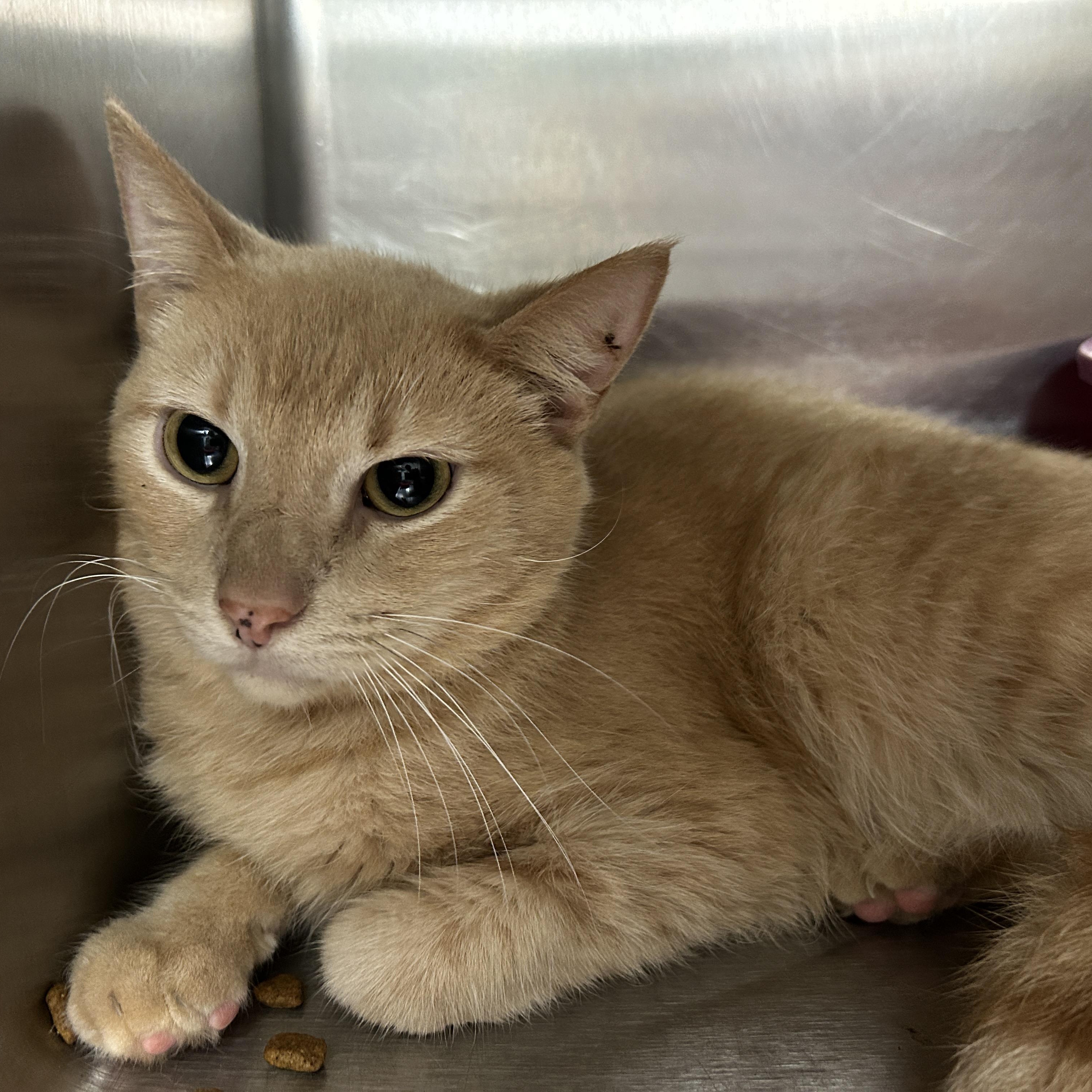 Jack Kelly, a Adoptable Domestic Short Hair in La Grange Park, IL image 3/6