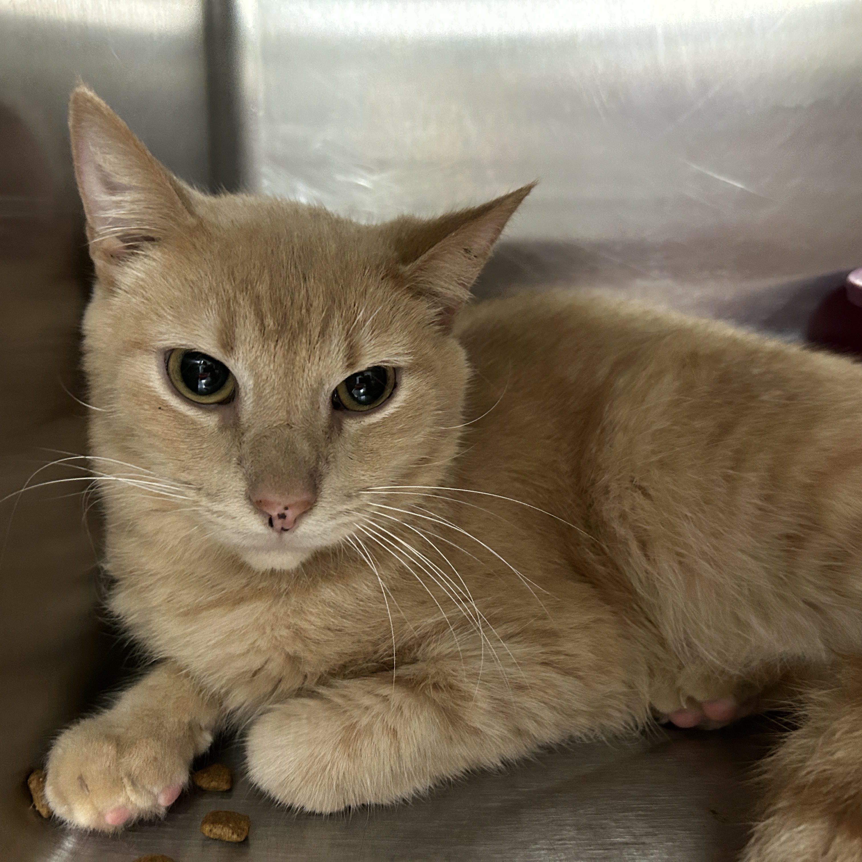 Jack Kelly, a Adoptable Domestic Short Hair in La Grange Park, IL image 2/6