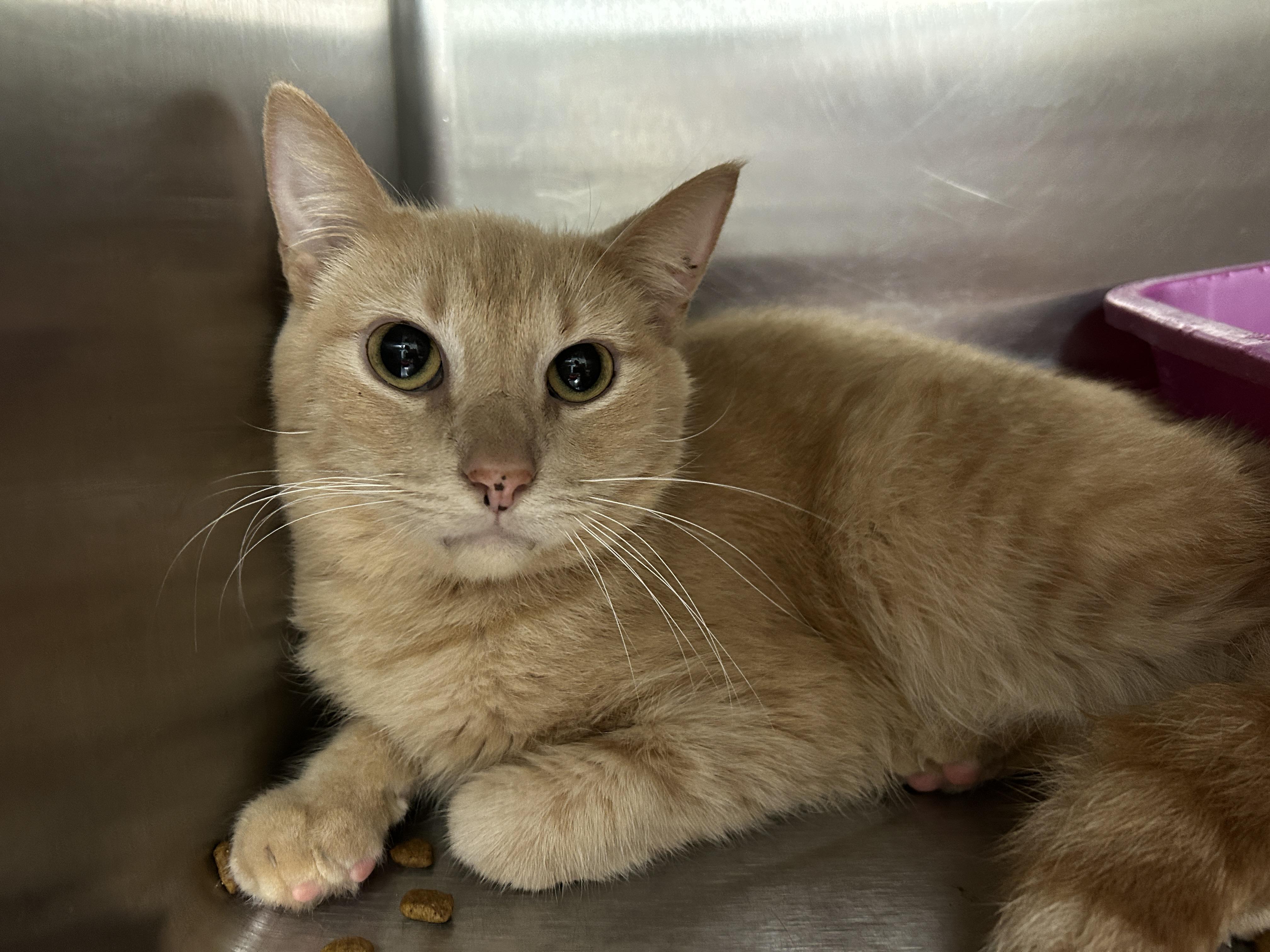 Jack Kelly, a Adoptable Domestic Short Hair in La Grange Park, IL image 4/6